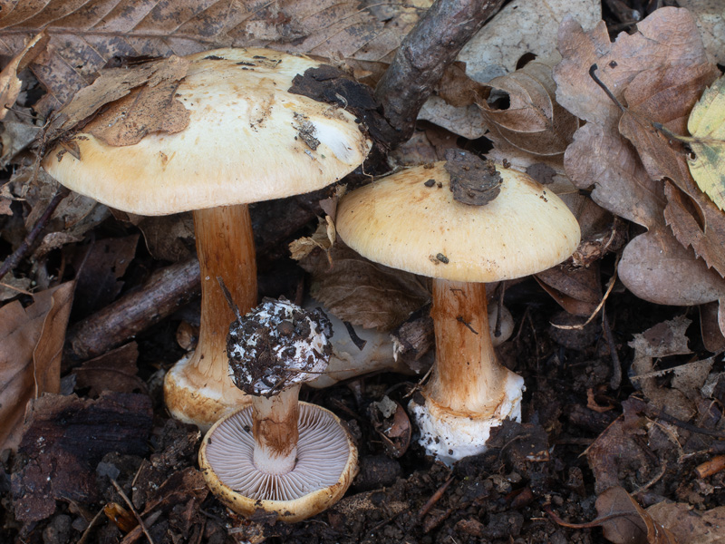 Cortinarius ochraceopallescens